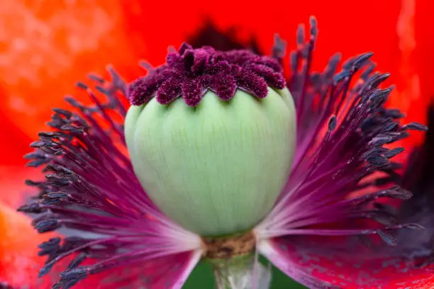 Colorful Oriental Poppy flower head. Taken with a Macro lens.