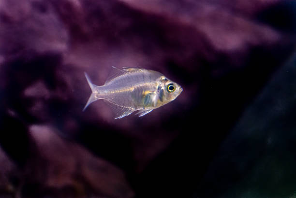 istock Ornamental fish close up 1022471156