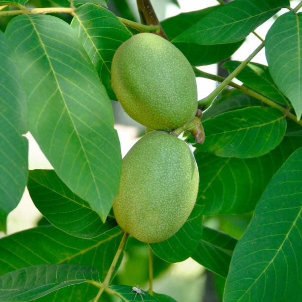 noix vertes qui poussent sur un arbre. jeune noix sur la branche avec des feuilles - walnut tree walnut nut branch photos et images de collection