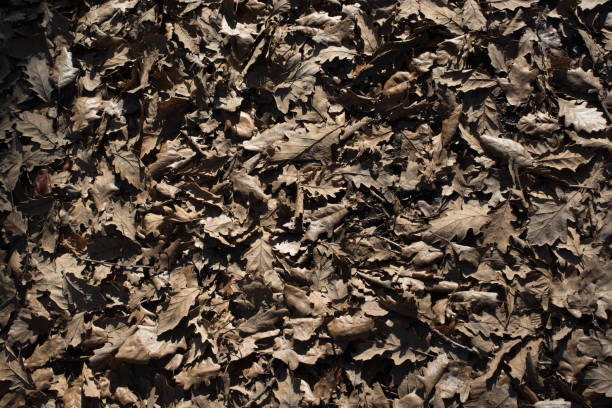 istock Autumn background with dry leaves 1022485240