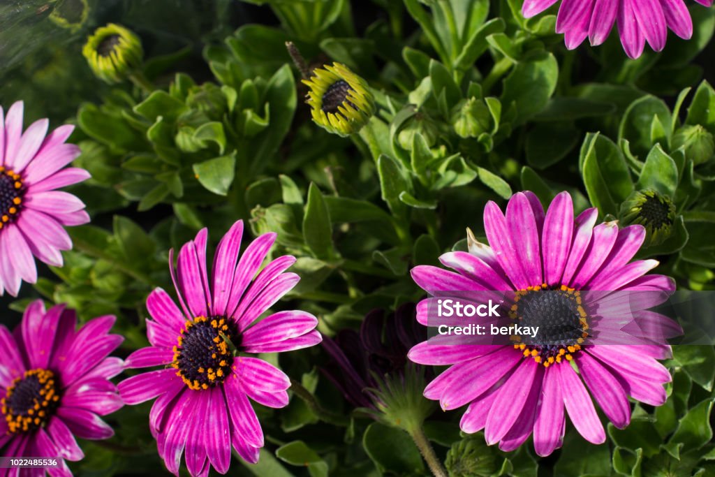 Foto de Floresce Lindas Flores Naturais Coloridas Em Vista e mais fotos de  stock de Abril - Abril, Abstrato, Amor - iStock