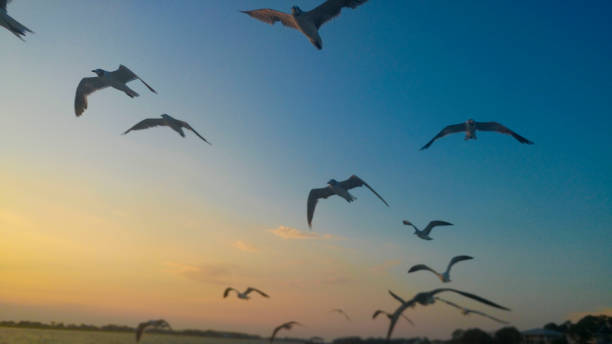 istock Birds flying at the beach. 1022490780