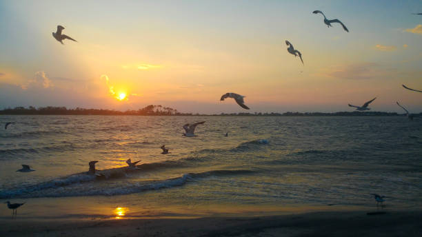 istock Birds flying at the beach. 1022490814
