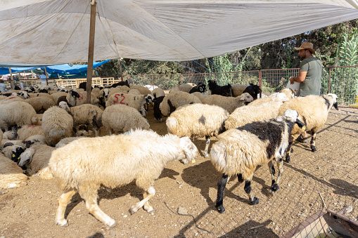 Bodrum, Turkey. 20th August, 2018. Sheeps and goats are waiting for their new owners who will sacrifice them for  one of the most important Muslim holidays, Eid al-Adha.