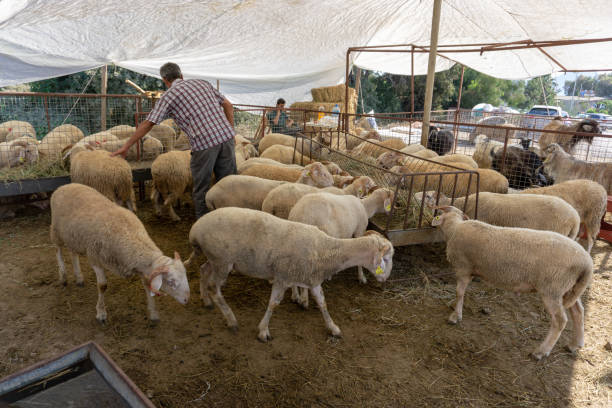 Sale of sheeps and goats for Eid al-Adha, Festival of Sacrifice Bodrum, Turkey. 20th August, 2018. Sheeps and goats are waiting for their new owners who will sacrifice them for  one of the most important Muslim holidays, Eid al-Adha. sacrifice stock pictures, royalty-free photos & images