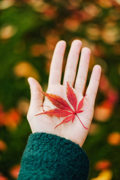 istock Woman's hand holding red Japanese maple leaf 1022496068