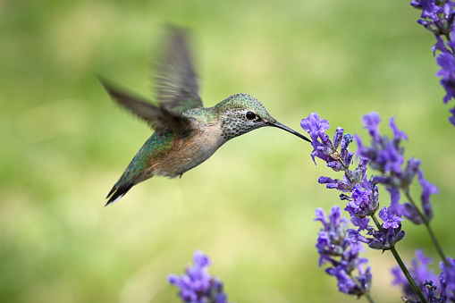 A female calliope hummingbird, selasphorus calliope, starts to drink the nectar from a lavendar flower.