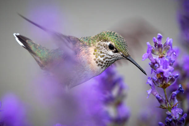 nahaufnahme des weiblichen rufous kolibri. - sternelfe stock-fotos und bilder