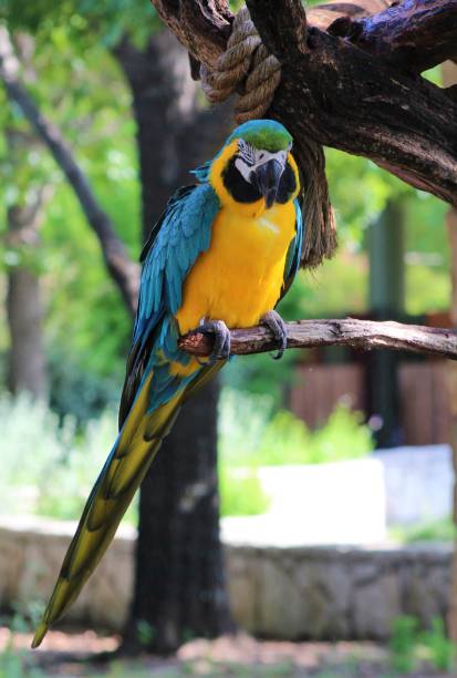 istock The day at the Zoo 1022500474