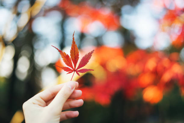 mano della donna che tiene la foglia d'acero giapponese rossa - maple leaf close up symbol autumn foto e immagini stock