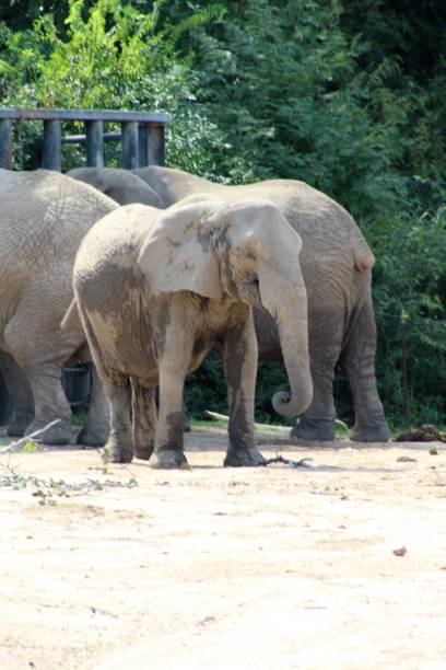 istock The day at the Zoo 1022500610