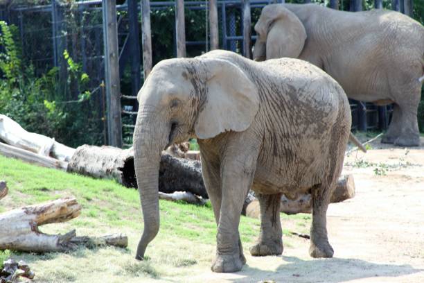 istock The day at the Zoo 1022500616