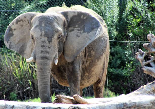 Elephant,