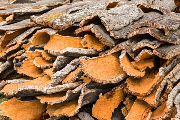 Newly cut cork oak bark, Sardinia, Italy Newly cut cork oak bark, Sardinia, Italy. The bark of the Quercus suber-tree cork oak) the primary source of cork for wine bottle stoppers. cork material stock pictures, royalty-free photos & images