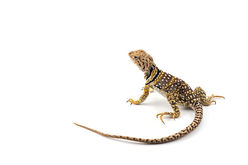 The common collared lizard isolated on white background