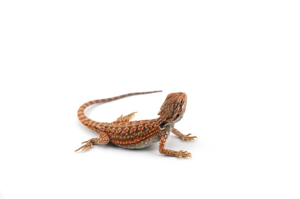 istock Bearded Dragon isolated on white background 1022509124