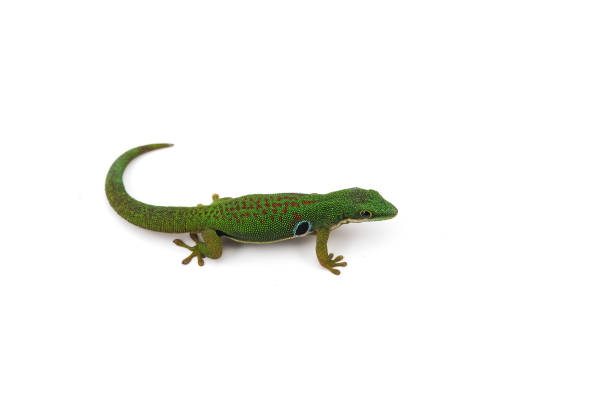istock Madagascar gecko isolated on white background 1022509138