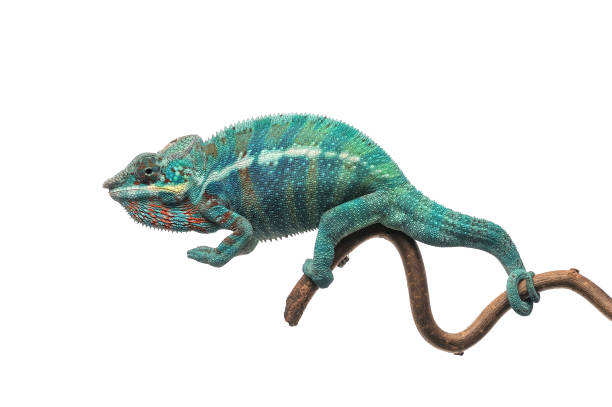 camaleón pantera de lagarto azul aislado sobre fondo blanco - chameleon fotografías e imágenes de stock