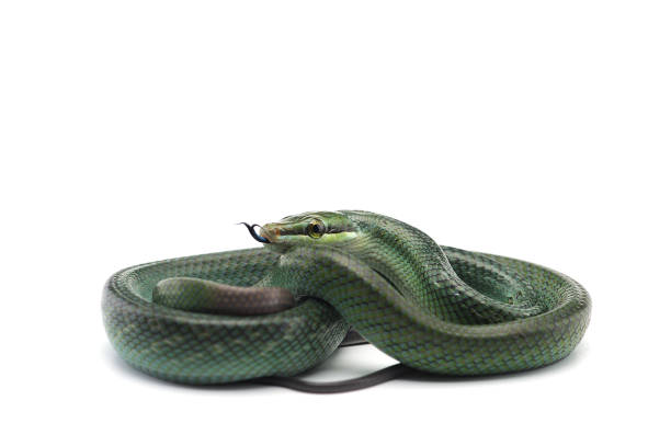 istock The red-tailed green ratsnake isolated on white background 1022509190