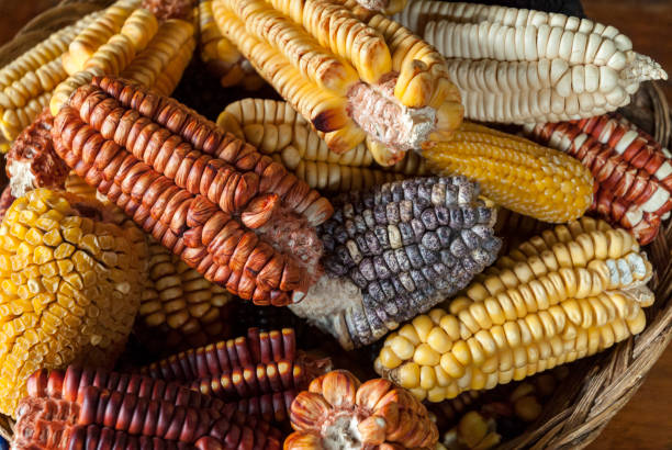 variedades de maíz andino clasificadas - bolivian culture fotografías e imágenes de stock