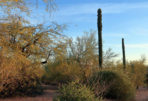 papago park em phoenix - papago - fotografias e filmes do acervo