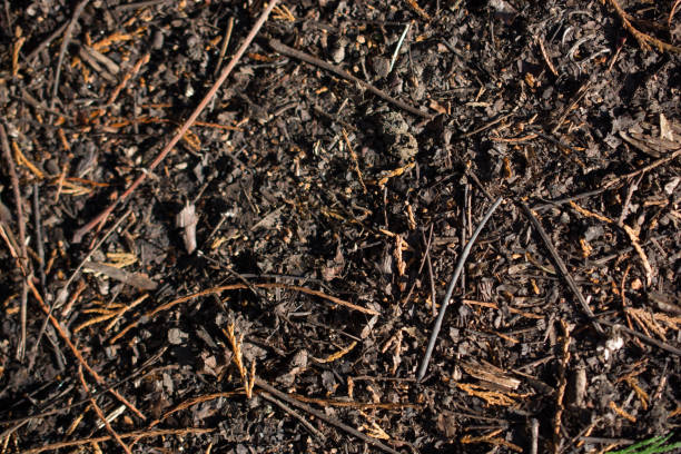 istock dry Autumn time leaves in view 1022516242
