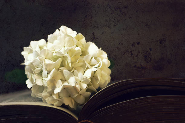 istock White snowball flower on dark grunge background 1022520850