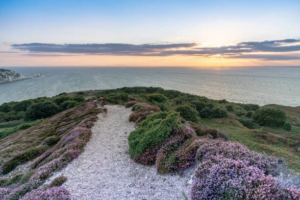 Sunset at Headon Warren, Isle of Wight, England, United Kingdom with heather in the foreground