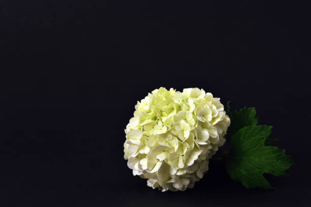 White snowball flower on dark background
