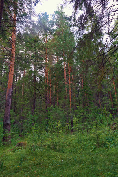 istock Summer evening in the coniferous forest 1022526994