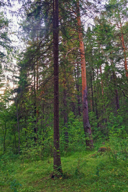 istock Summer evening in the coniferous forest 1022527012