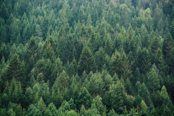 istock Misty landscape with fir trees 1022527916