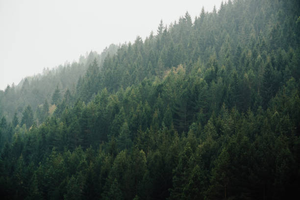 istock Misty landscape with fir trees 1022530214