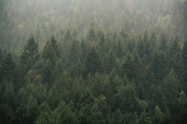 istock Misty landscape with fir trees 1022530216
