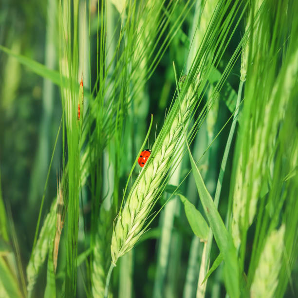 istock Ladybug Preying On Pest Insects On A Cereal Spike Close-up 1022530466