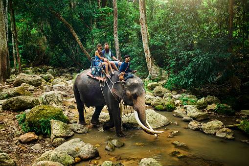 tourist couple riding elephant through thai jungle by river on koh samui thailand