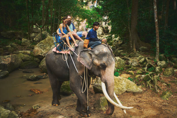 istock tourist couple riding elephant through thai jungle 1022535816