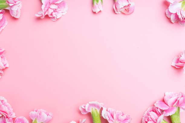istock pink carnations flower for on pink background 1022538942