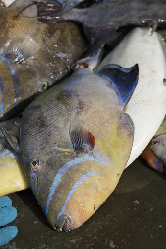 Colorful Caribbean fish