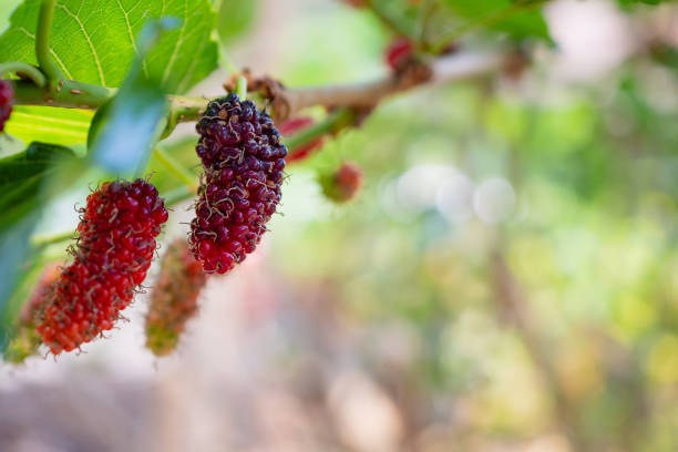 istock Fresh red mulberry fruits on tree branch 1022551560