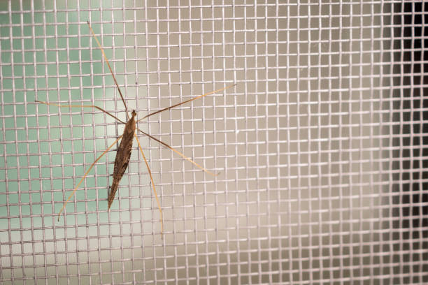 istock mosquito net wire screen on house window protection against insect 1022551702