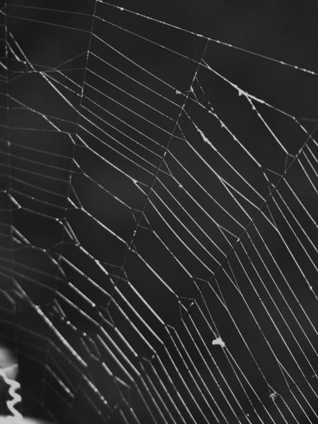 istock Autumn Spider Web Halloween Creepy Background Backdrop 1022556320