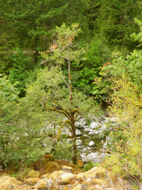 istock Sooke Pot Holes 1022559250