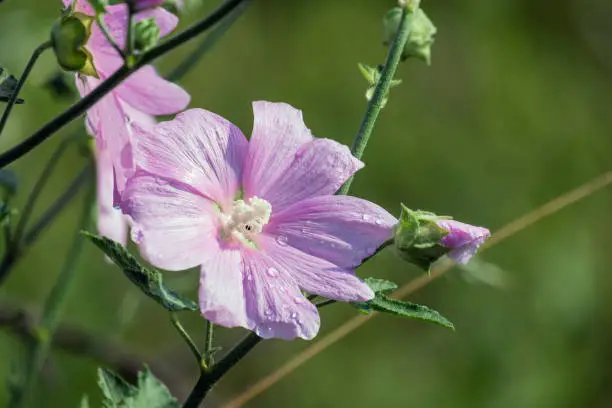 Flower of garden tree-mallow with droplets of dew on the petals (Lavatera thuringiaca)