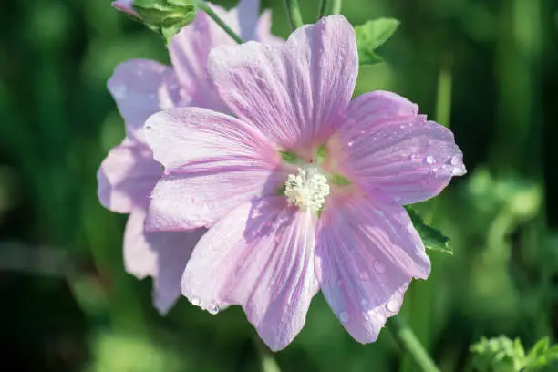 Flower of garden tree-mallow with droplets of dew on the petals (Lavatera thuringiaca)