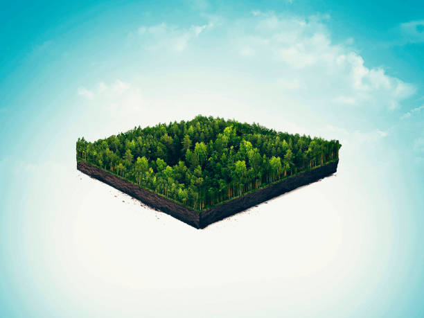 isolated cross section, soil slice of rain forest, taiga, deep forest. 3d illustration on light background.