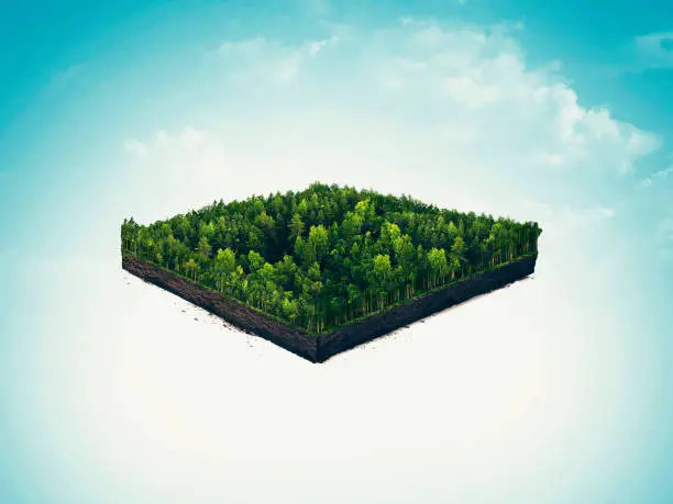 Photo of isolated cross section, soil slice of rain forest, taiga, deep forest. 3d illustration on light background.