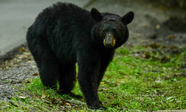 istock Black Bear Great Smoky Mountains 1022562988