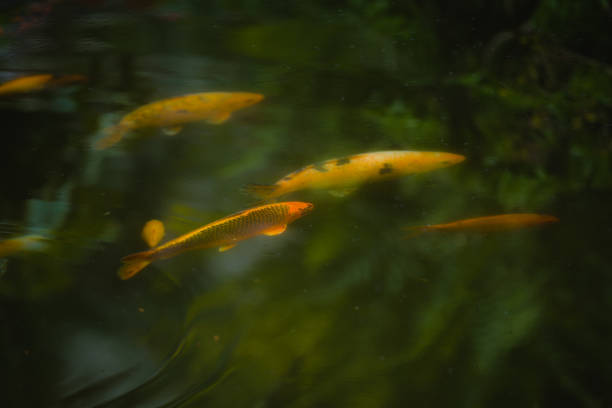 istock Group of koi carps swimming. 1022563364