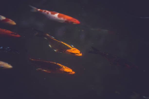 istock Group of koi carps swimming. 1022563368